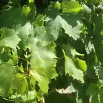 L'antico Casale آلتومونتيه